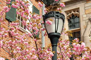 Lamp post light in front of tree with pink flowers on branches.